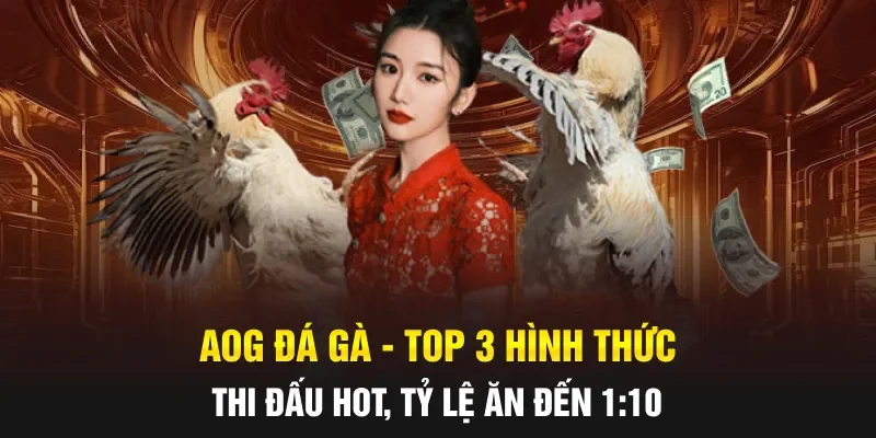 AOG Đá Gà - TOP 3 Hình Thức Thi Đấu HOT, Tỷ Lệ Ăn Đến 1:10