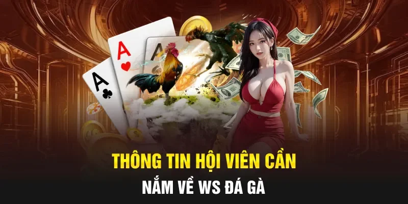 Thông tin hội viên cần nắm về WS đá gà